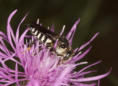 Dünen Blattschneider Biene