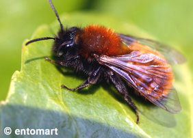 Andrena fulva