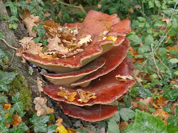 Leberreischling