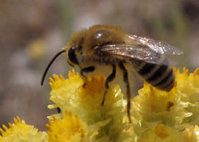Colletes-fodiens-