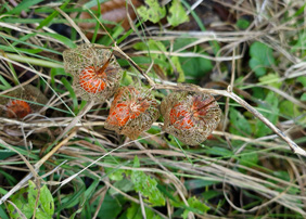 testbild